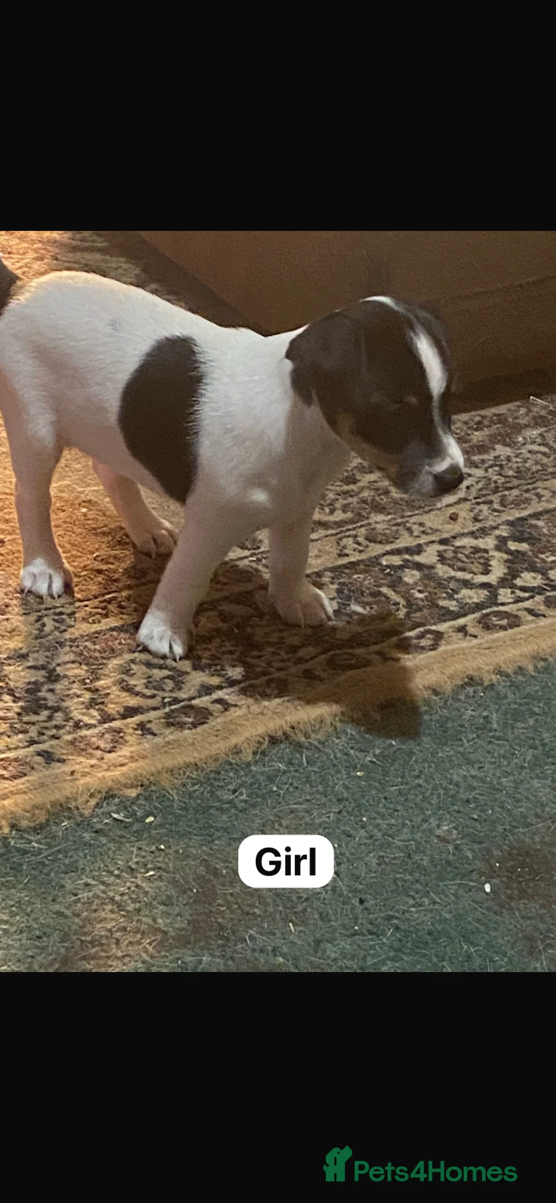 Jack Russell dogs for sale: Jack Russell  - Advert 6