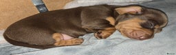Dachshund dogs for sale: Beautiful KC REG dachshund pups - Advert 21