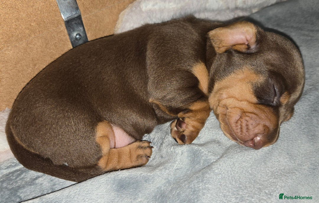 Dachshund dogs for sale: Beautiful KC REG dachshund pups - Advert 21