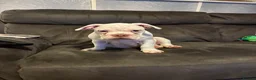 Mixed Breed dogs for sale: Olde English bulldog cross puppies - Advert 3