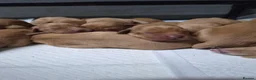 Labrador Retriever dogs for sale: Beautiful KC Fox Red Labrador Puppies  - Advert 7
