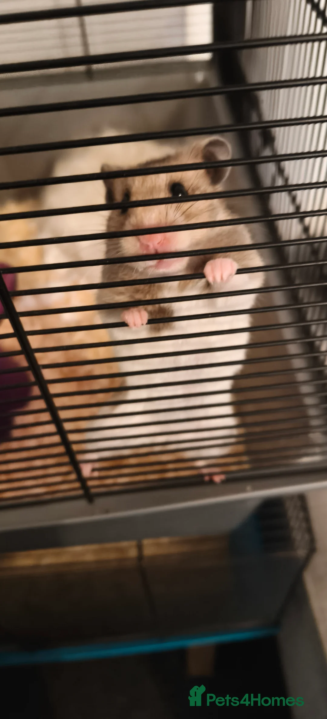Hamster rodents for sale: Sirean hamster  in North Shields - Advert 2