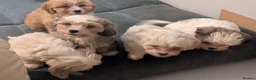 Mixed Breed dogs for sale: Adorable little bundles of joy!!  in Margate - Advert 17