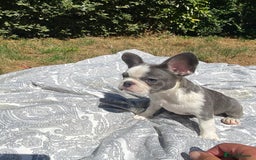 French Bulldog dogs for sale: French bulldog puppies - 3 boys 1 girl (pink husky - Image 19