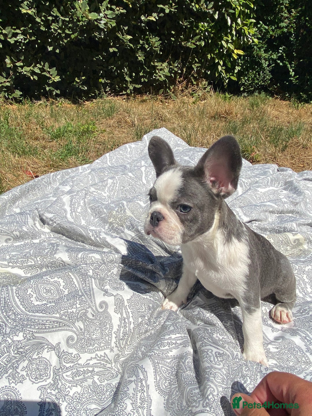 French Bulldog dogs for sale: French bulldog puppies - 3 boys 1 girl (pink husky - Image 19