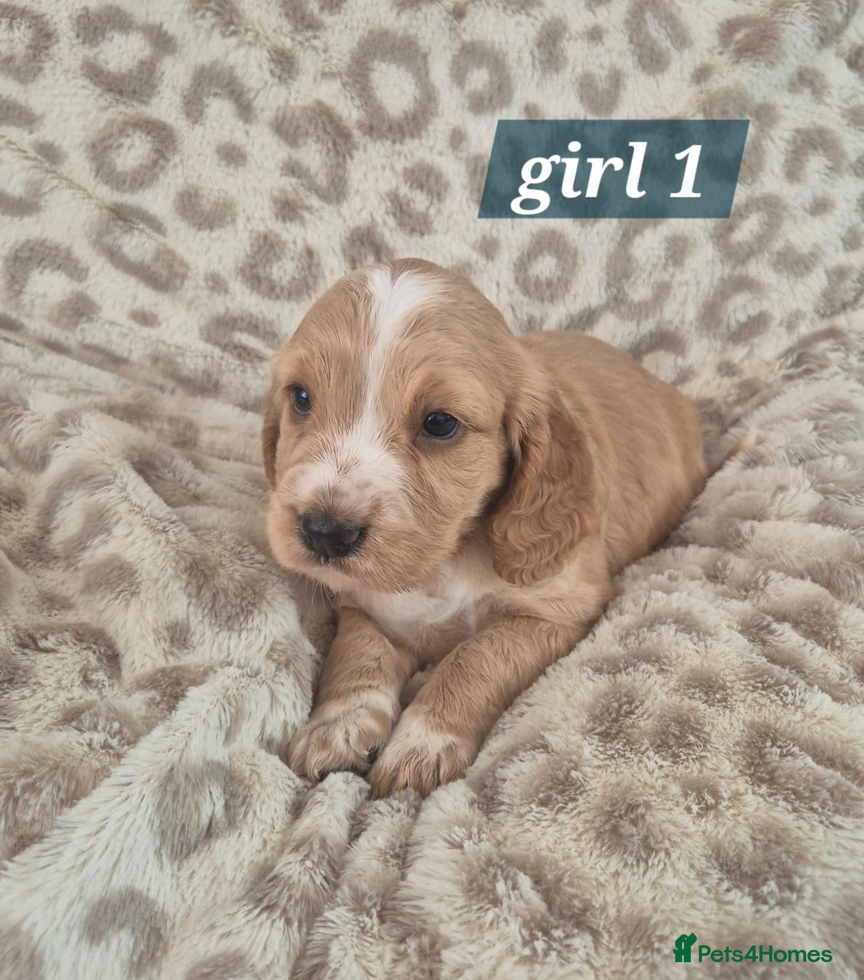 Cocker Spaniel dogs Beautiful cocker spaniel pups - Advert 3