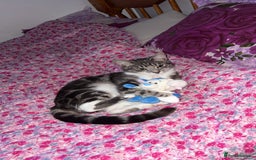American Shorthair cats for sale: Beautiful tabby cat for sale - Advert 8