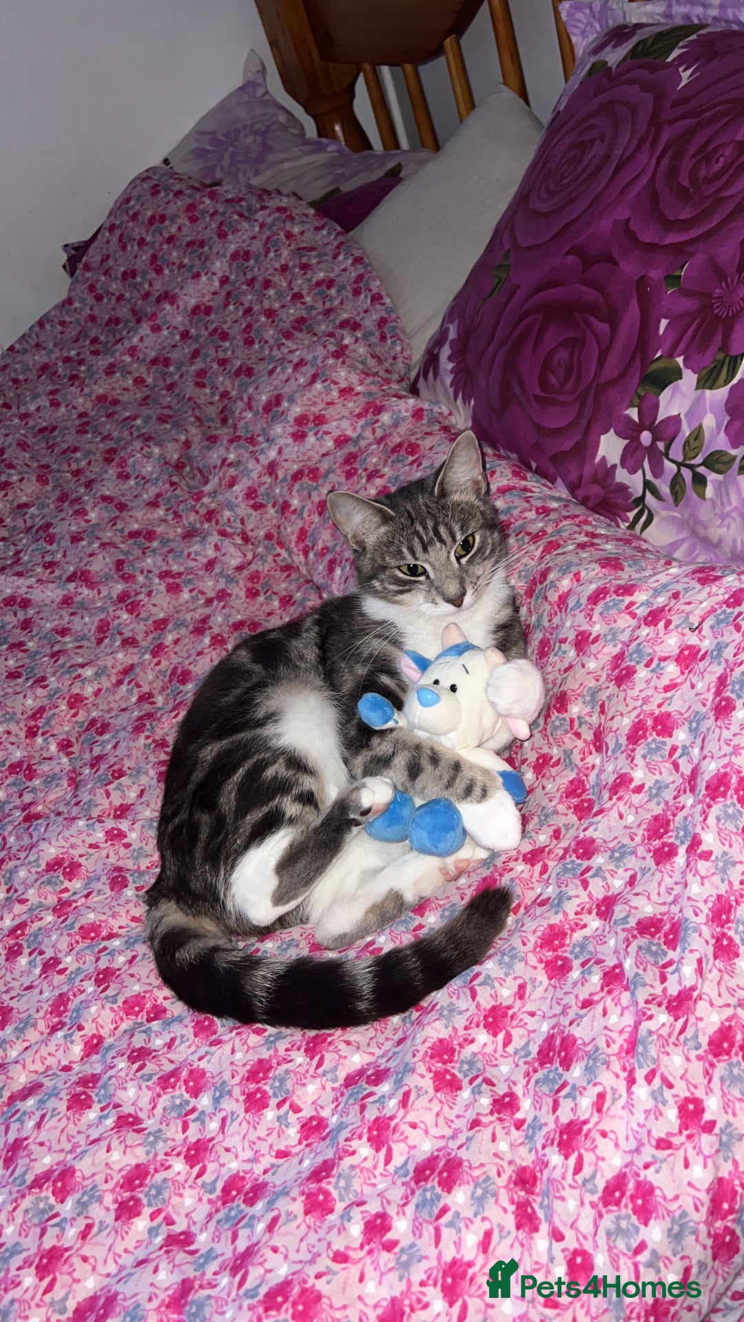 American Shorthair cats for sale: Beautiful tabby cat for sale - Advert 8