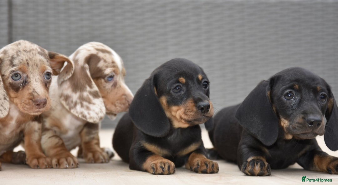 Dachshund dogs for sale: Stunning dachshund puppies  - Image 8