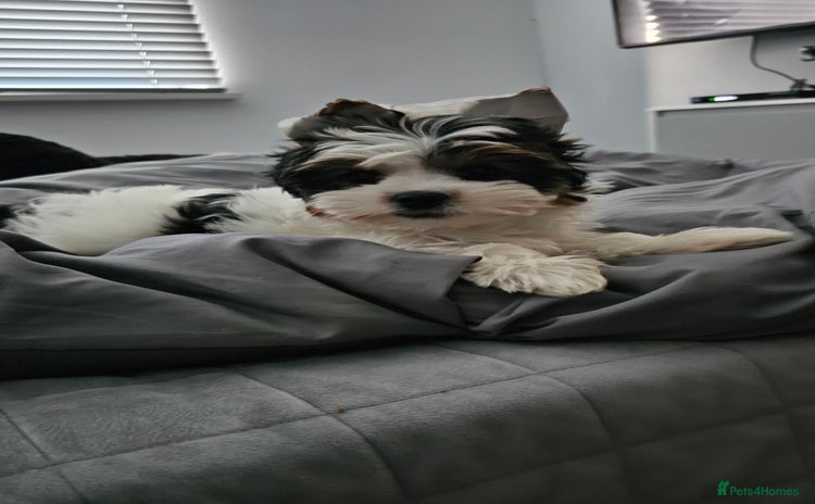 Biewer Terrier dogs - Advert 3