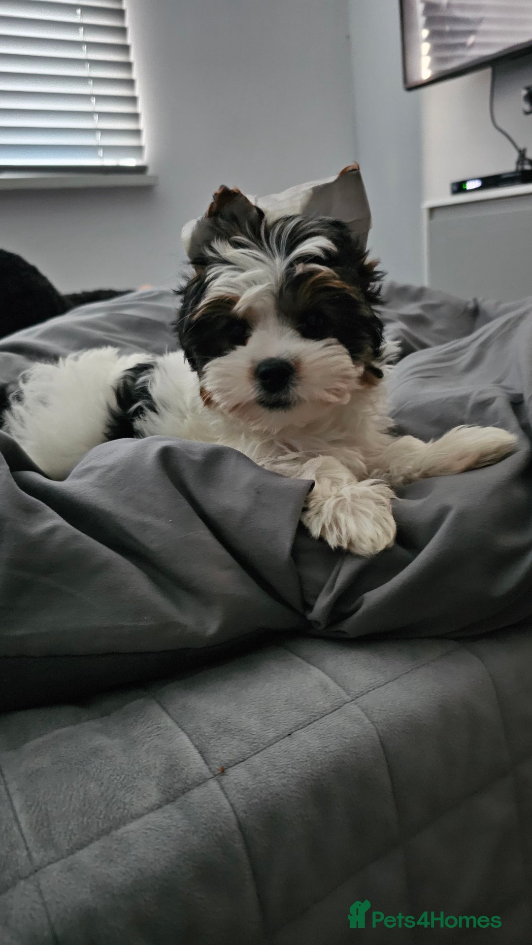 Biewer Terrier dogs for sale: Last girl Pure Biewer yorkshire terrier  - Image 2
