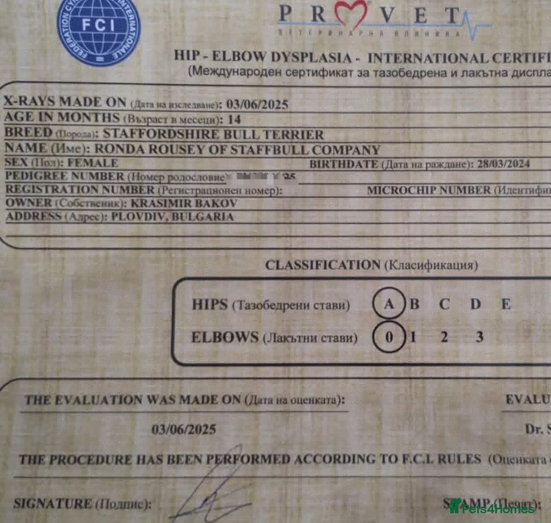 Staffordshire Bull Terrier dogs for sale: FCI - SBT litter - Advert 5