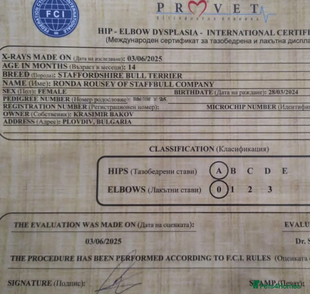 Staffordshire Bull Terrier dogs for sale: FCI - SBT litter - Advert 5