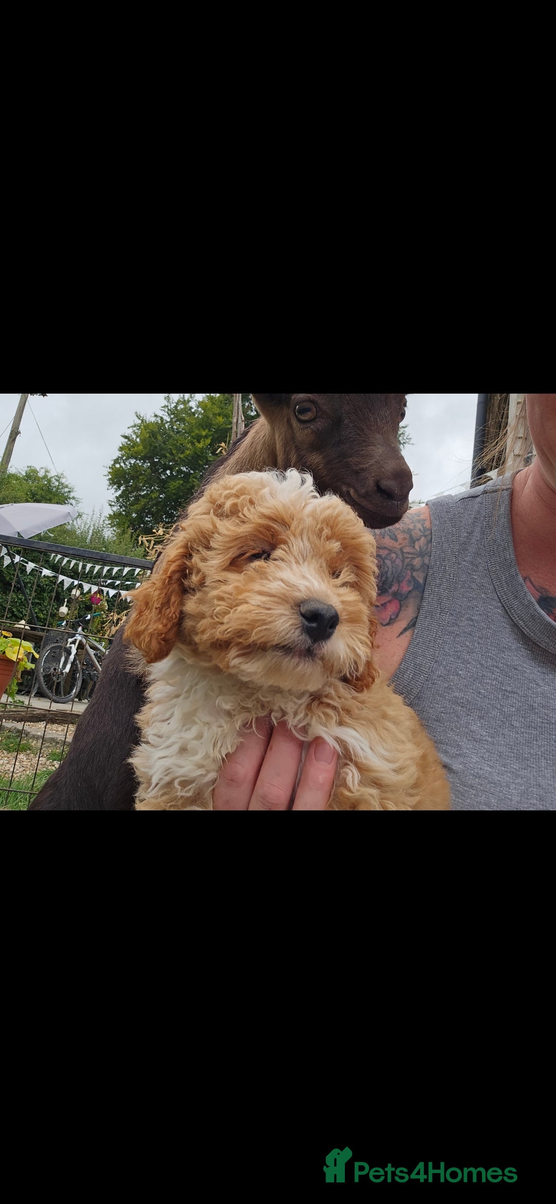 Cavapoo dogs for sale: Cavapoo male - Image 8