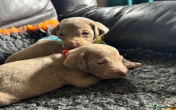 Weimaraner dogs for sale: Quality Weimaraner Puppies - Image 6