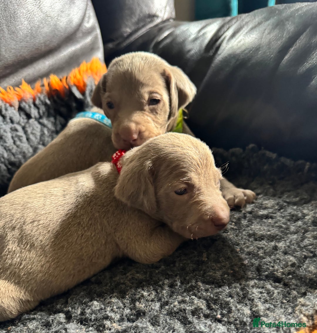 Weimaraner dogs for sale: Quality Weimaraner Puppies - Image 6