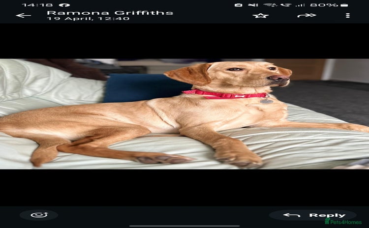 Labrador Retriever dogs - Advert 11