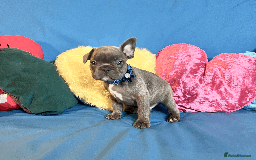 French Bulldog dogs for sale: Adorable Puppies Looking for a New Home! - Image 2
