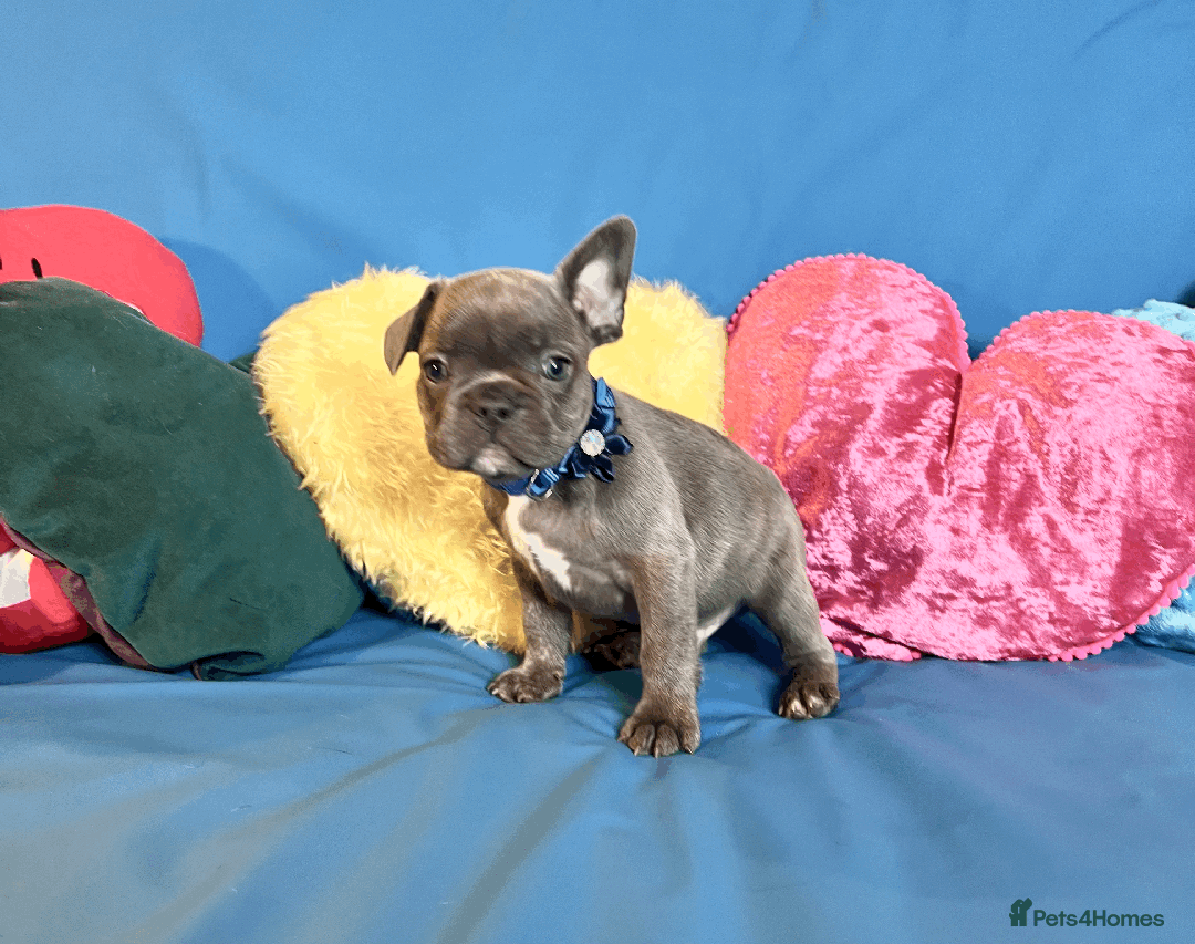 French Bulldog dogs for sale: Adorable Puppies Looking for a New Home! - Image 2