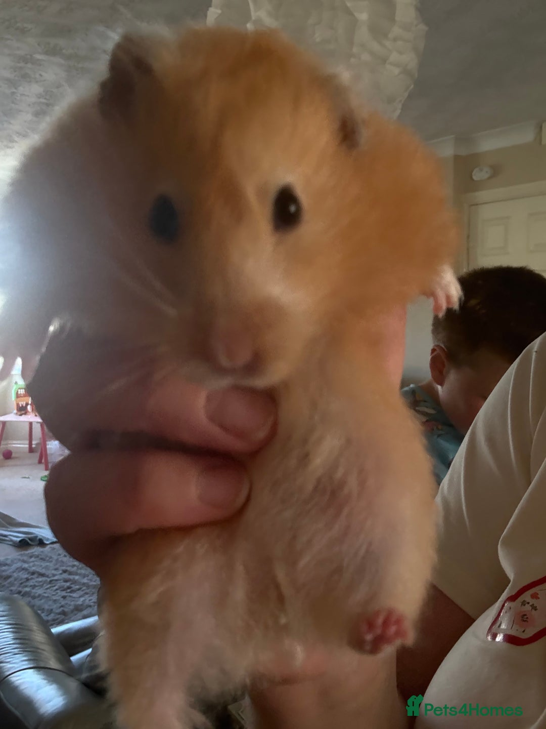 Hamster rodents for sale: Female Syrian free to good home - Image 2