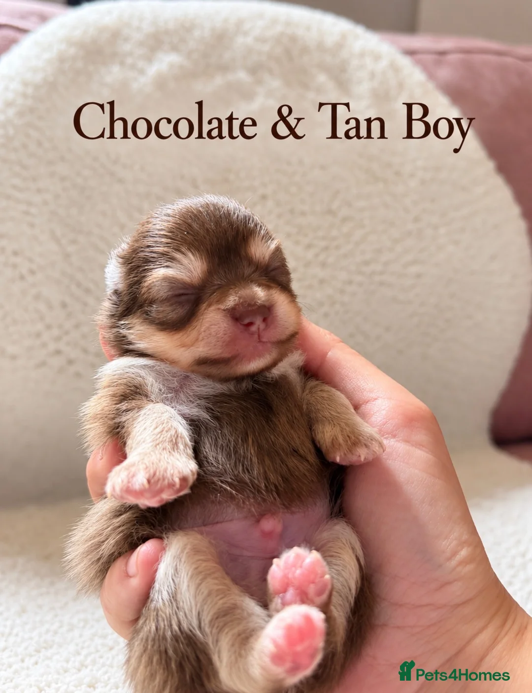 Pomeranian dogs for sale: Two Stunning Petite Pomeranian Babies  - Advert 2