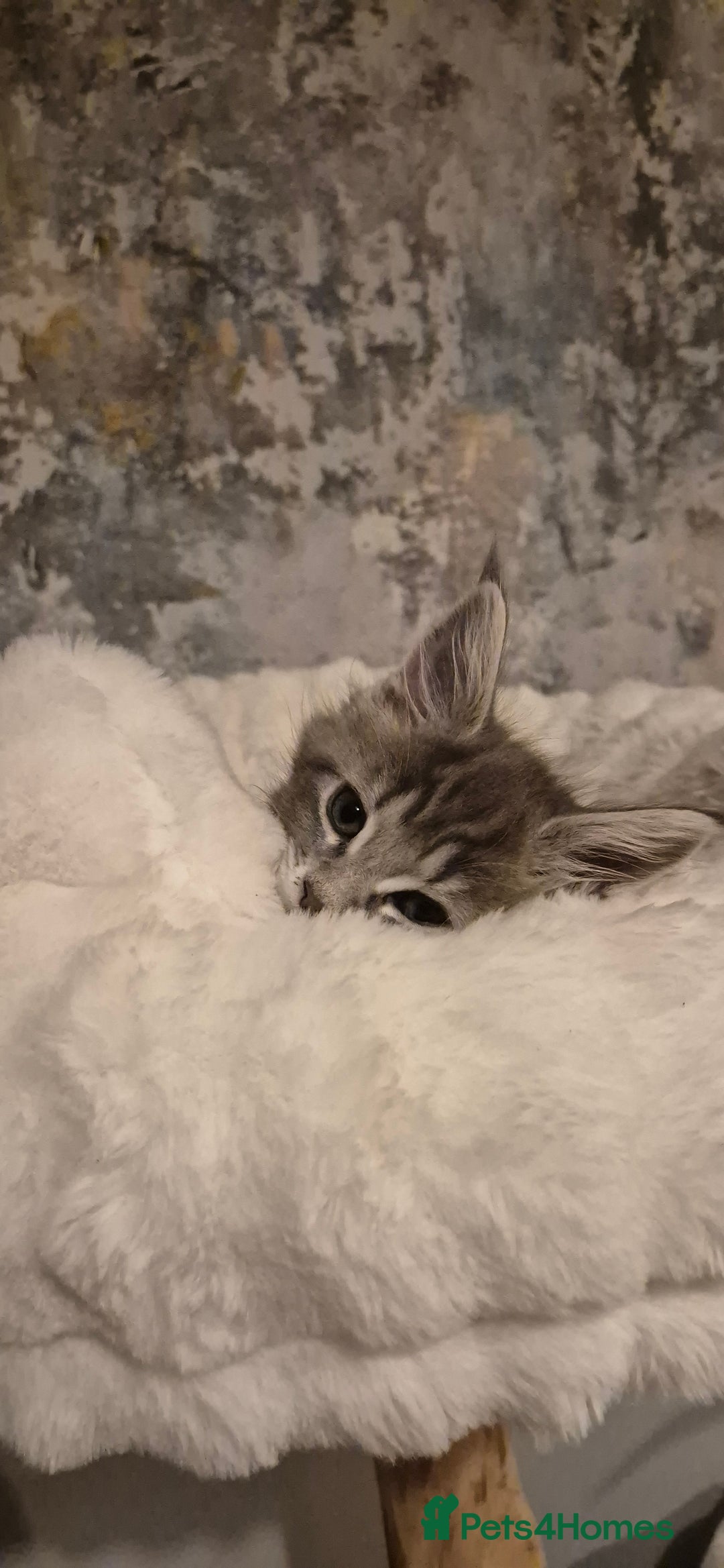Maine Coon cats for sale: GCCF registered Pedigree Maine Coon Kittens - Advert 11