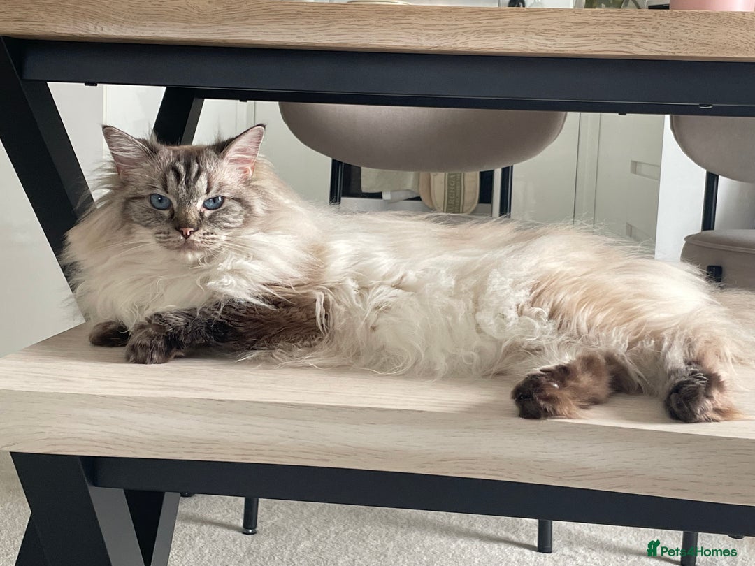 Ragdoll cats for sale: Stunning Ragdoll looking for a loving home 💕 - Image 5