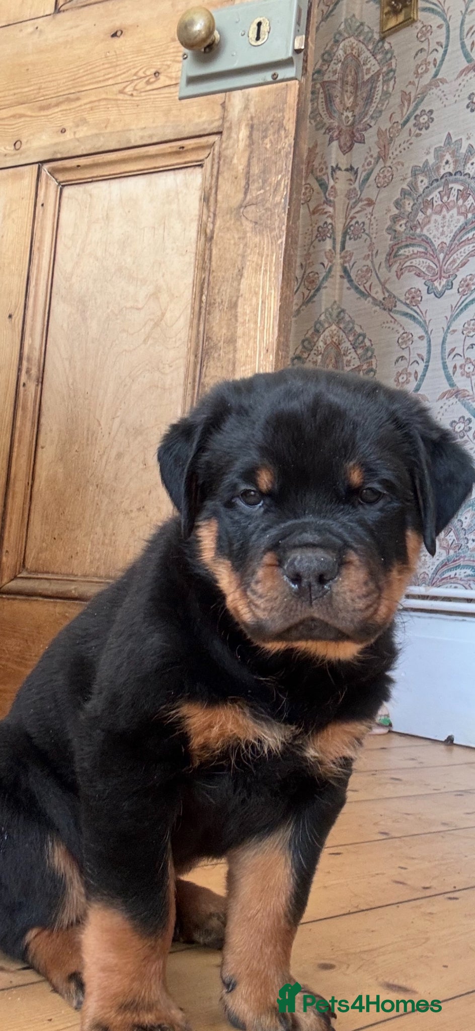 Rottweiler dogs Stunning Rottweiler Puppies  - Advert 2
