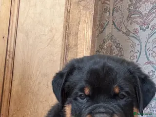 Rottweiler dogs Stunning Rottweiler Puppies - Advert 2