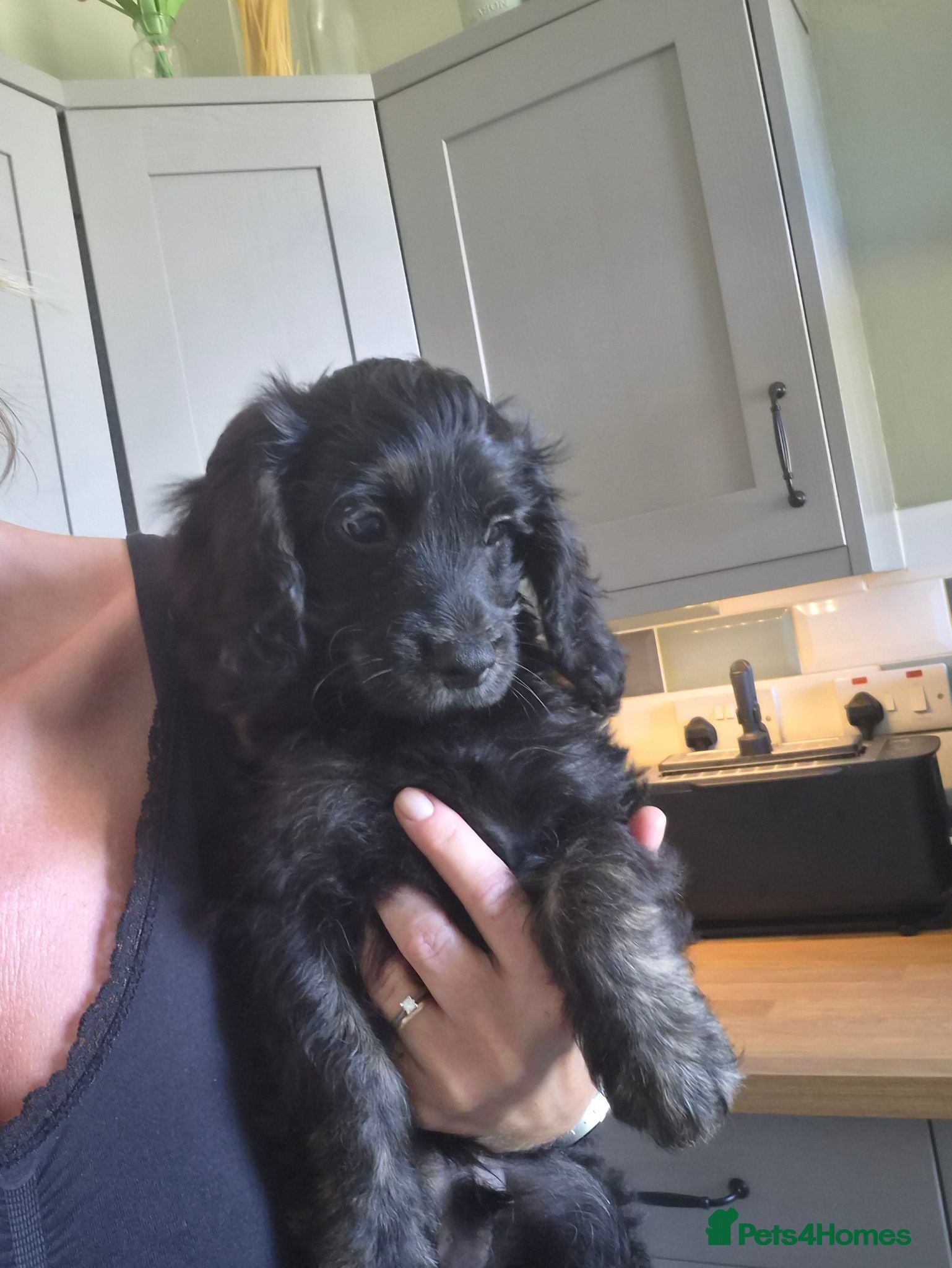 Cockapoo dogs Beautiful Litter of Stunning Cockerpoo Puppies - Advert 2