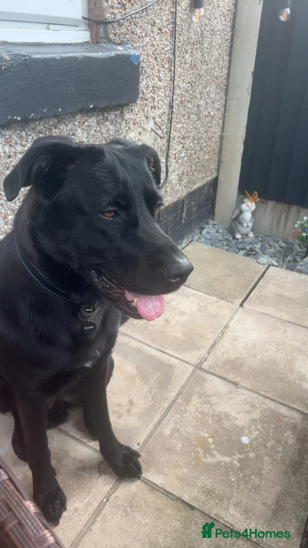 Sheprador dogs for sale: Oreo 3 years  in Nottingham - Advert 2