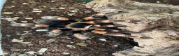 Tarantulas invertebrates for sale: Brachypelma smithi Red knee Tarantula  in Norwich - Advert 3