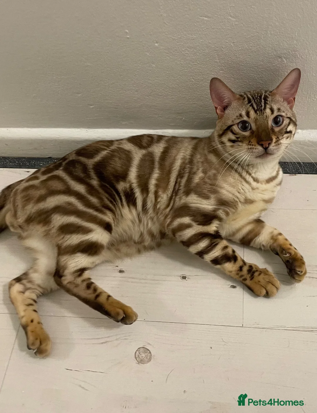 Bengal cats for sale: Tica registered bengals  in Chatham - Advert 18