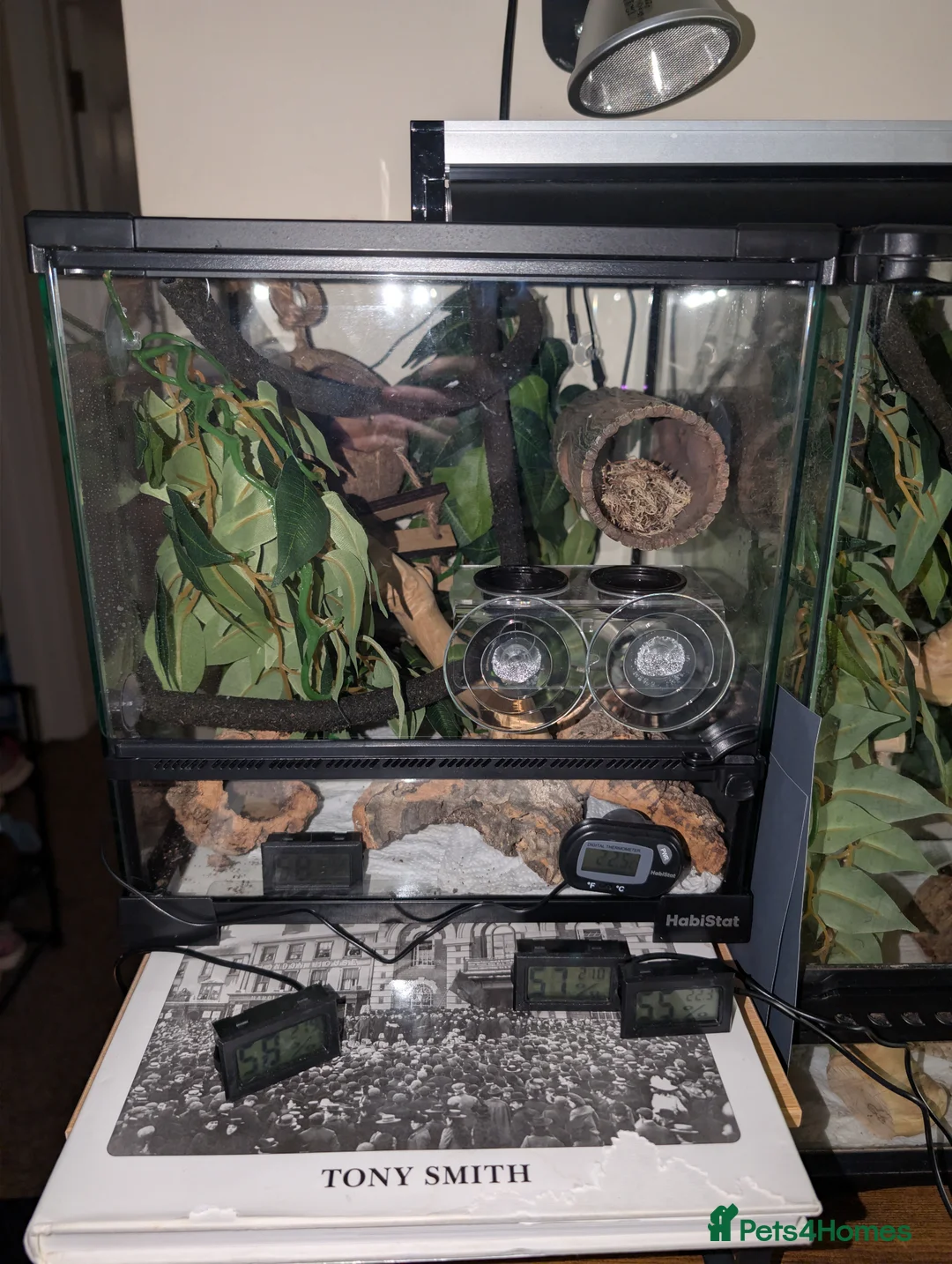 Gecko reptiles for sale: 5 Month old Crested gecko - Advert 8