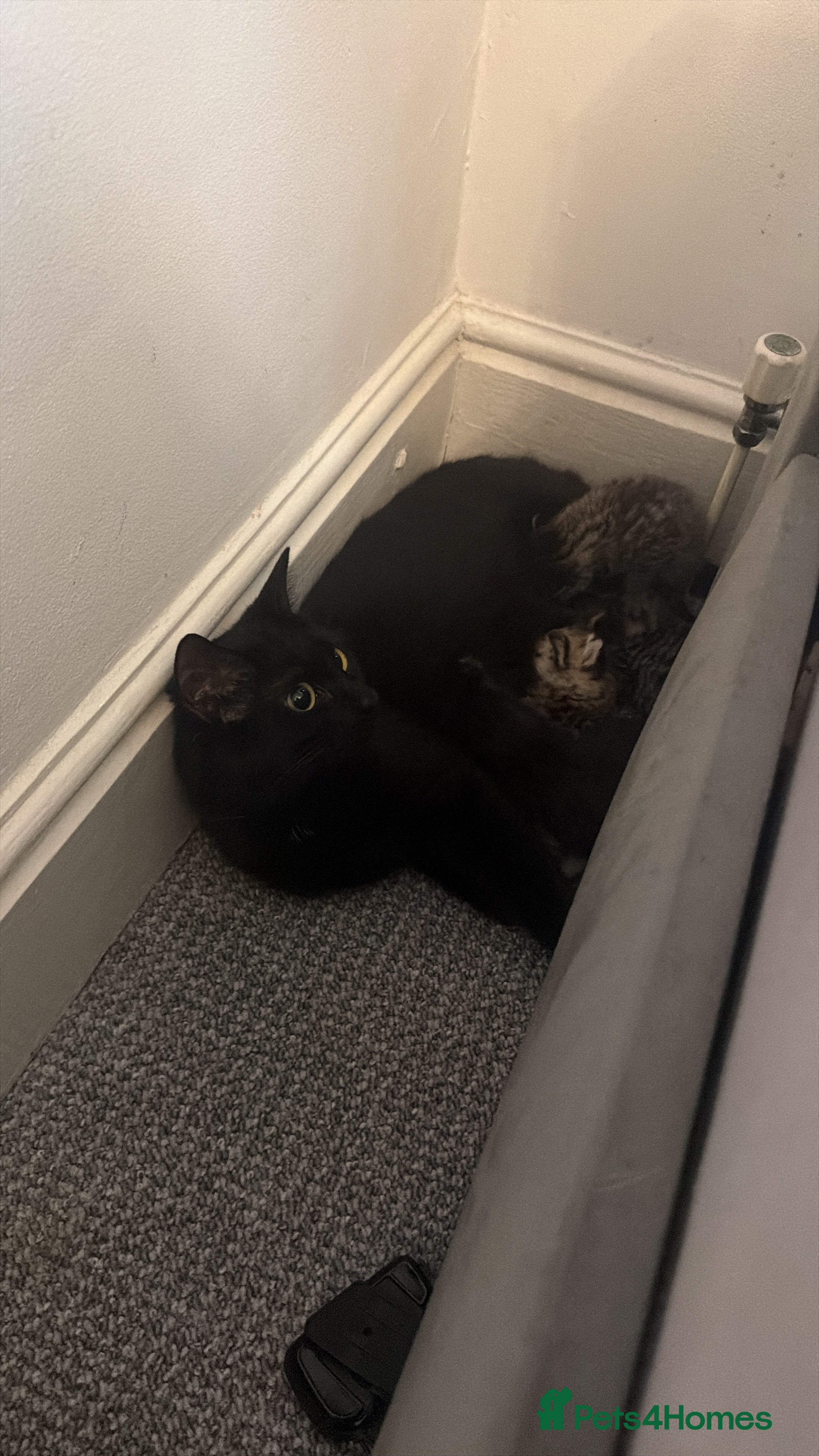 Mixed Breed cats Adorable kittens looking for their forever home  - Advert 2