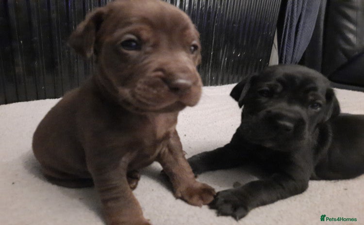 Mixed Breed dogs - Advert 17
