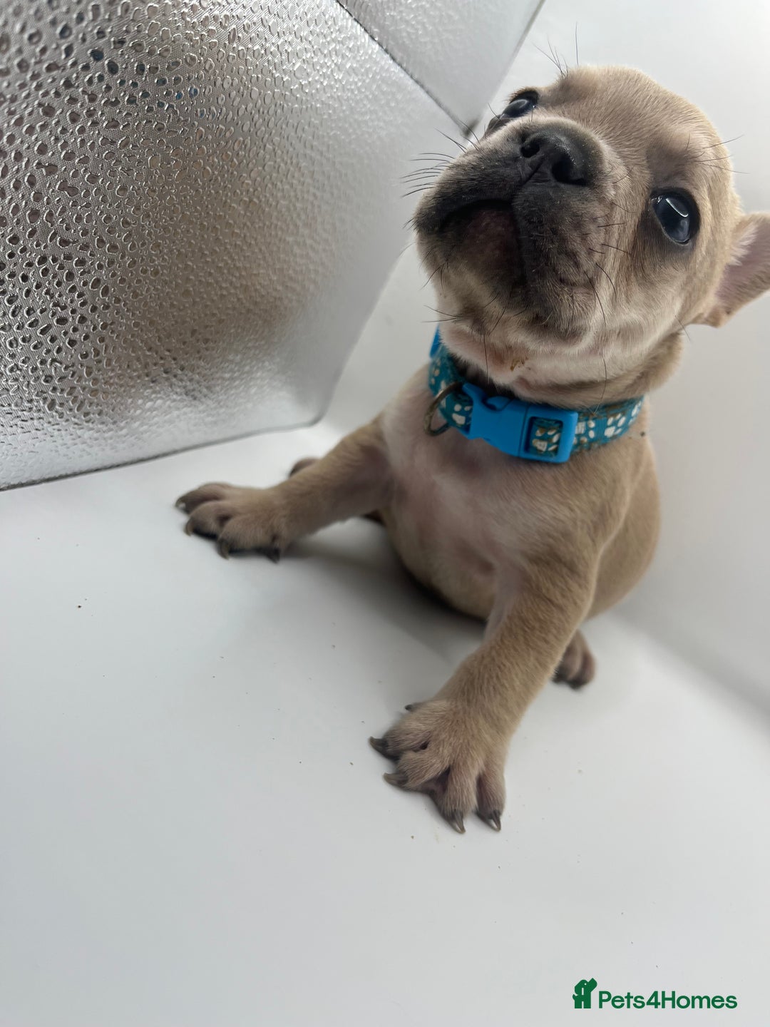 French Bulldog dogs for sale: French bulldog puppies - Advert 5