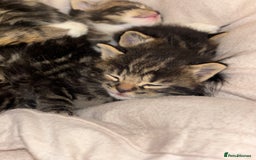 Mixed Breed cats for sale: *ONE LEFT* Beautiful long hair kittens - Advert 9