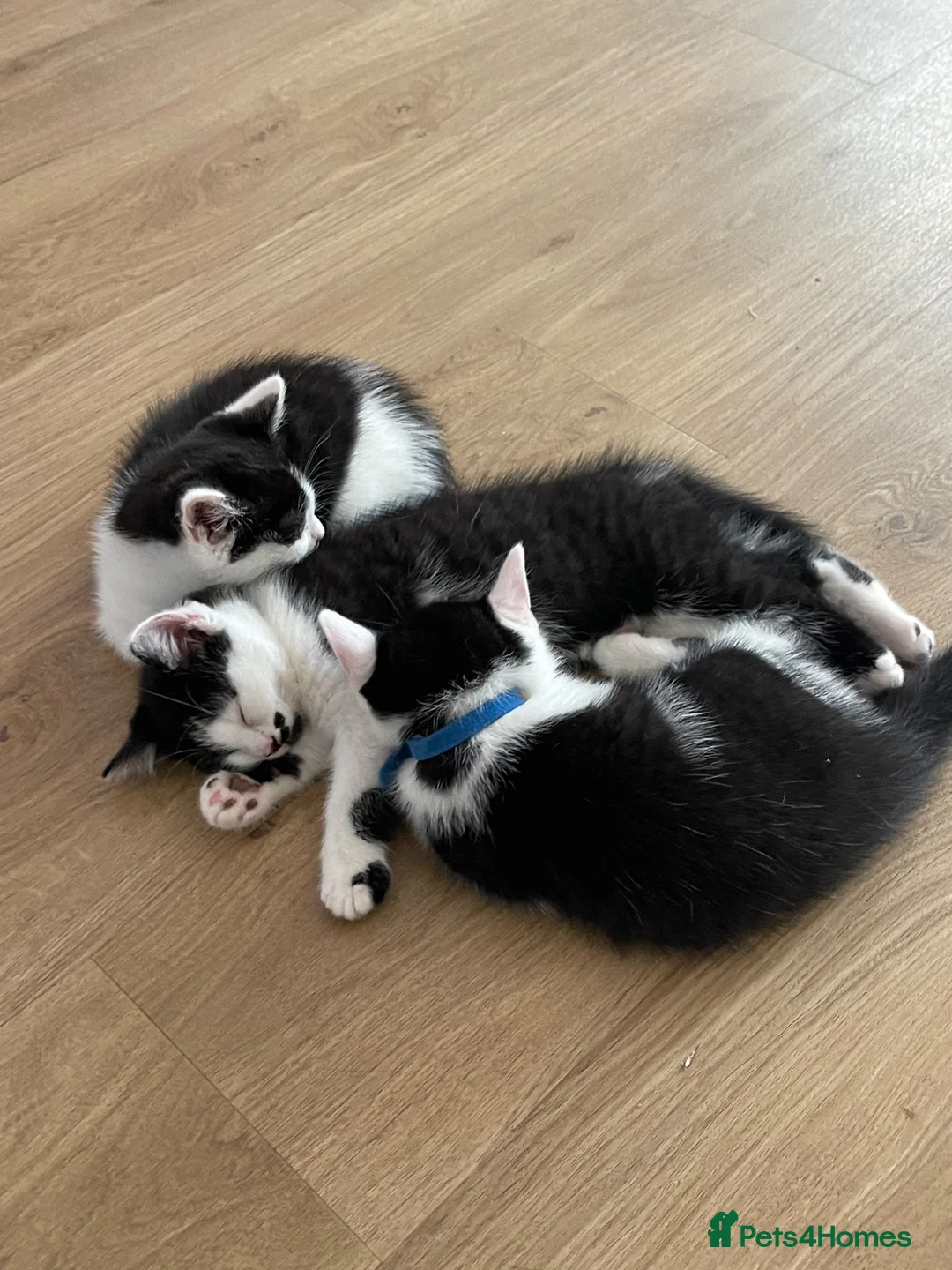 Mixed Breed cats for sale: Beautiful Half British Shorthair Kittens 🐾  - Advert 2