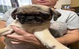 Pug dogs for sale: Pug puppies *READY NOW!!* - Image 30