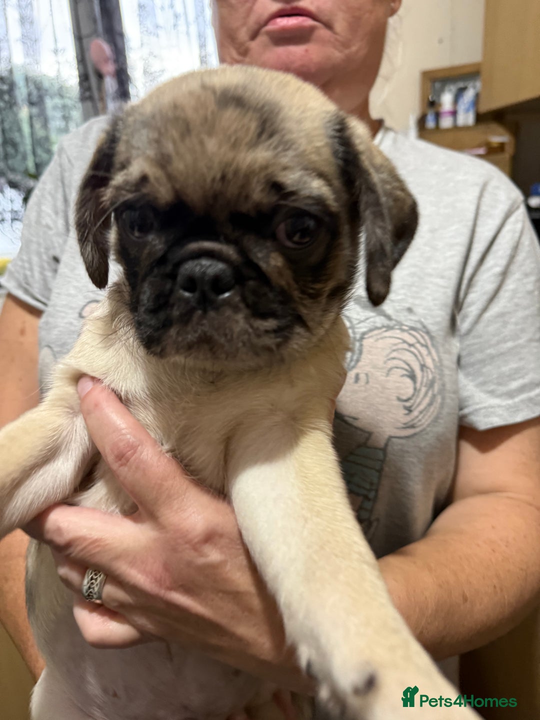 Pug dogs for sale: Pug puppies *READY NOW!!* - Image 30