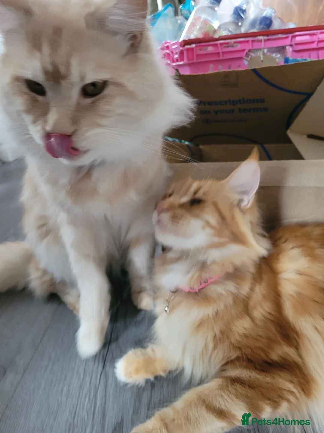 Maine Coon cats for sale: Ginger Maine Coon Kittens  - Advert 24