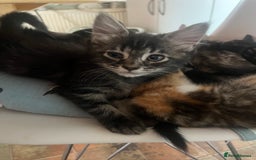 Mixed Breed cats for sale: Beautiful mixed kittens  - Image 14