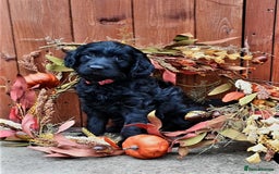Poodle dogs for stud:  CHOCOLATE MERLE PHANTOM CARRYING PARTI in Todmorden - Image 10