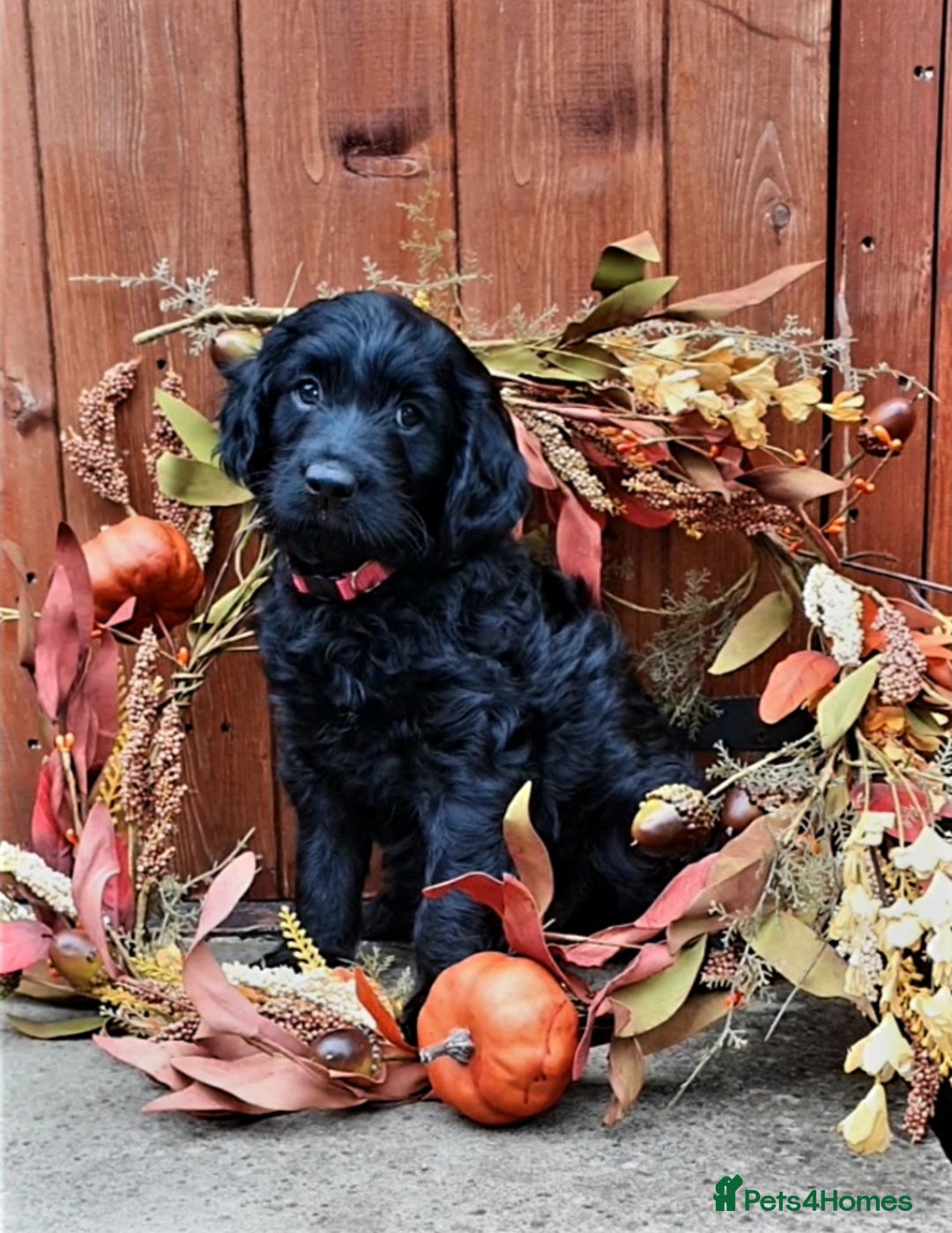 Poodle dogs for stud:  CHOCOLATE MERLE PHANTOM CARRYING PARTI in Todmorden - Image 10