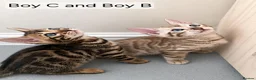 Bengal cats for sale: 🐆 Stunning Bengal Kittens – Gorgeous Rosettes - Advert 12