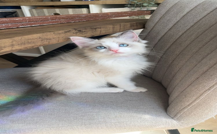 Ragdoll cats - Advert 4