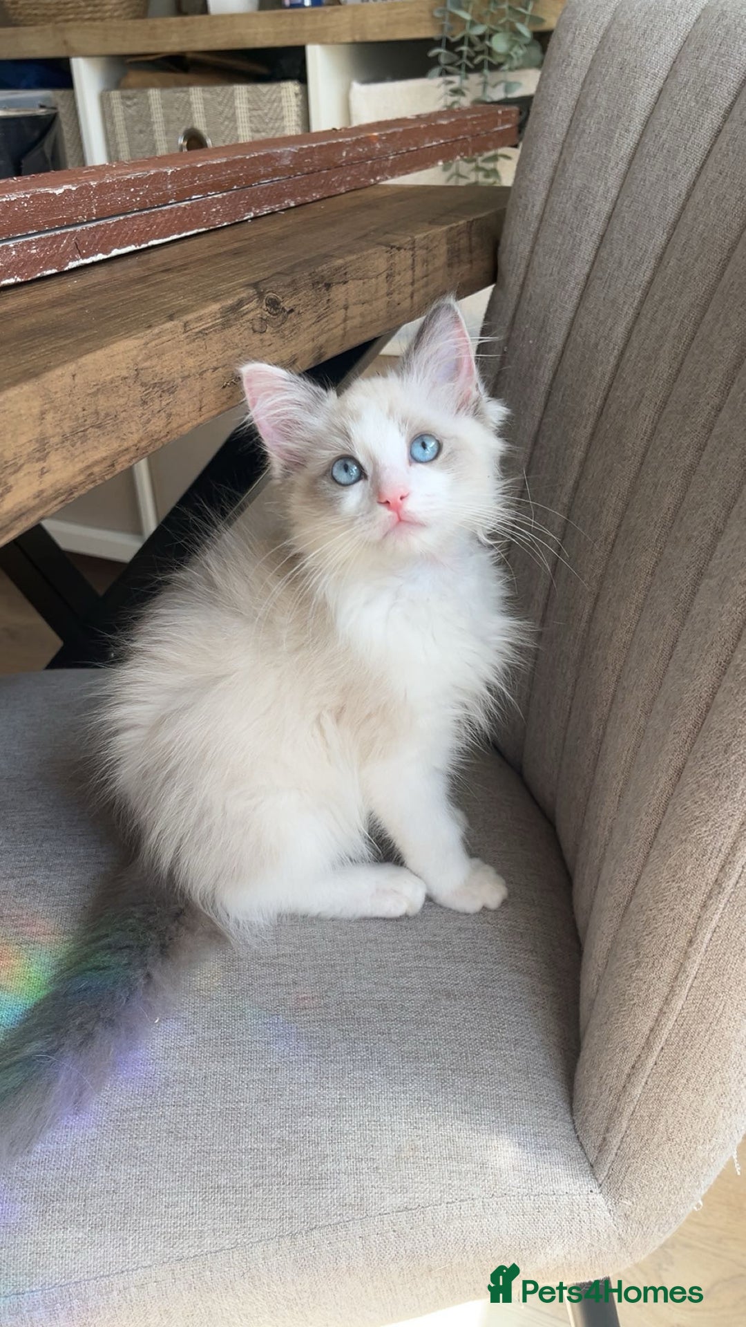 Ragdoll cats for sale: Male ragdoll kitten - Image 1