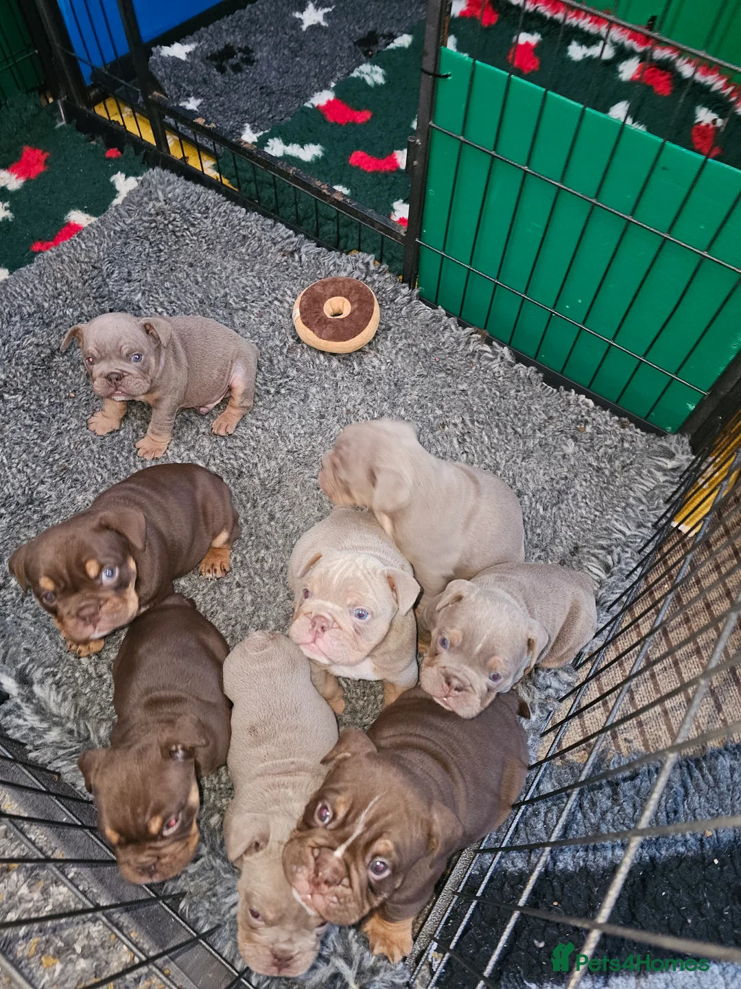 English Bulldog dogs for sale: English bulldog pups for sale - Advert 11