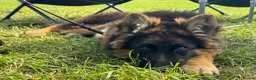 German Shepherd dogs for sale: LONG COATED GERMAN SHEPHERD GIRL  - Advert 5